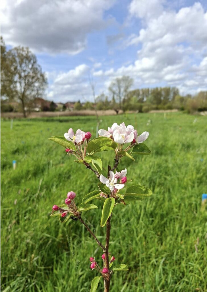 LeBoisDesSaveurs_ArbreEnFleurs_2 Arbre du Bois des Saveurs en fleurs au printemps